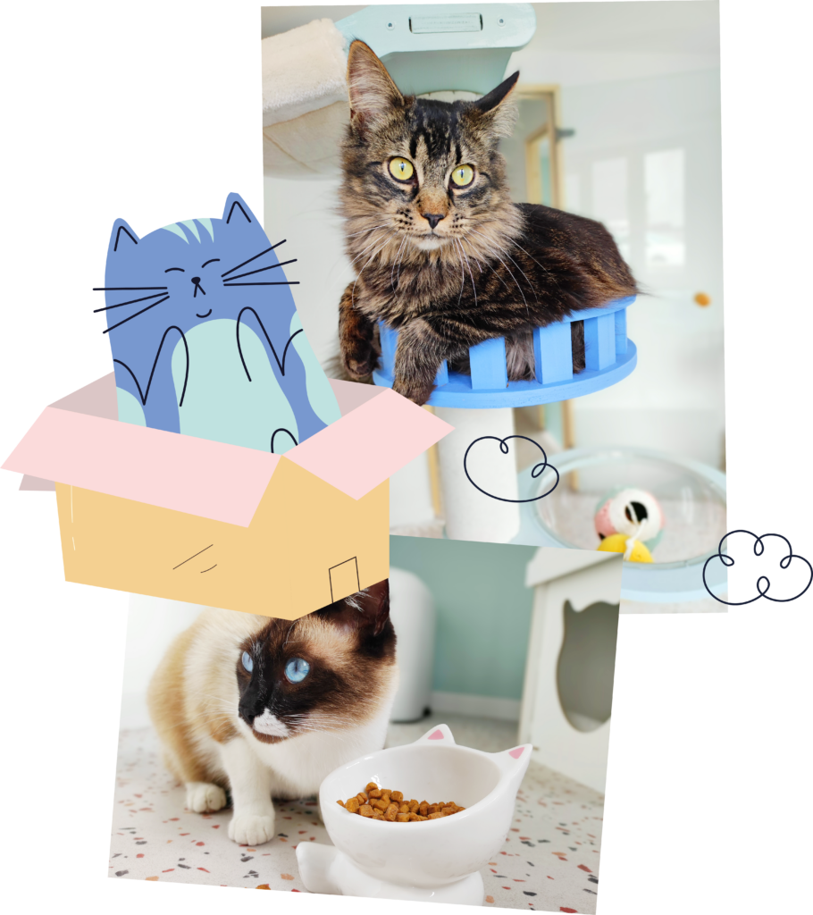 Miaou Motel Hotel garde chats lorient prestation toilettage et atelier comportement du chat