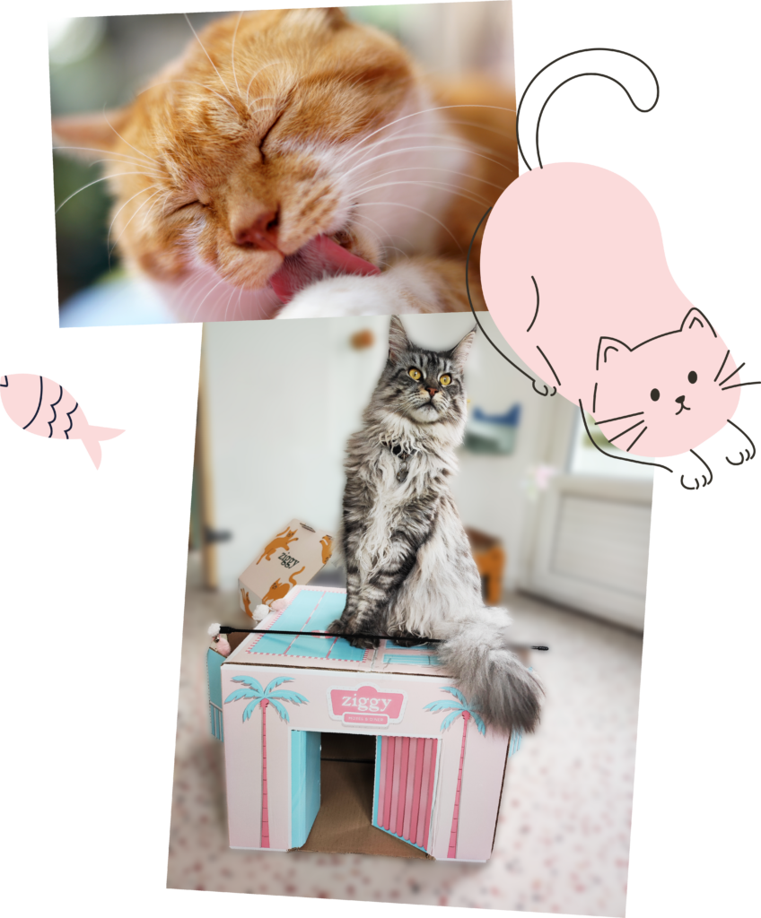 Miaou Motel Hotel garde chats lorient prestation toilettage et atelier comportement du chat